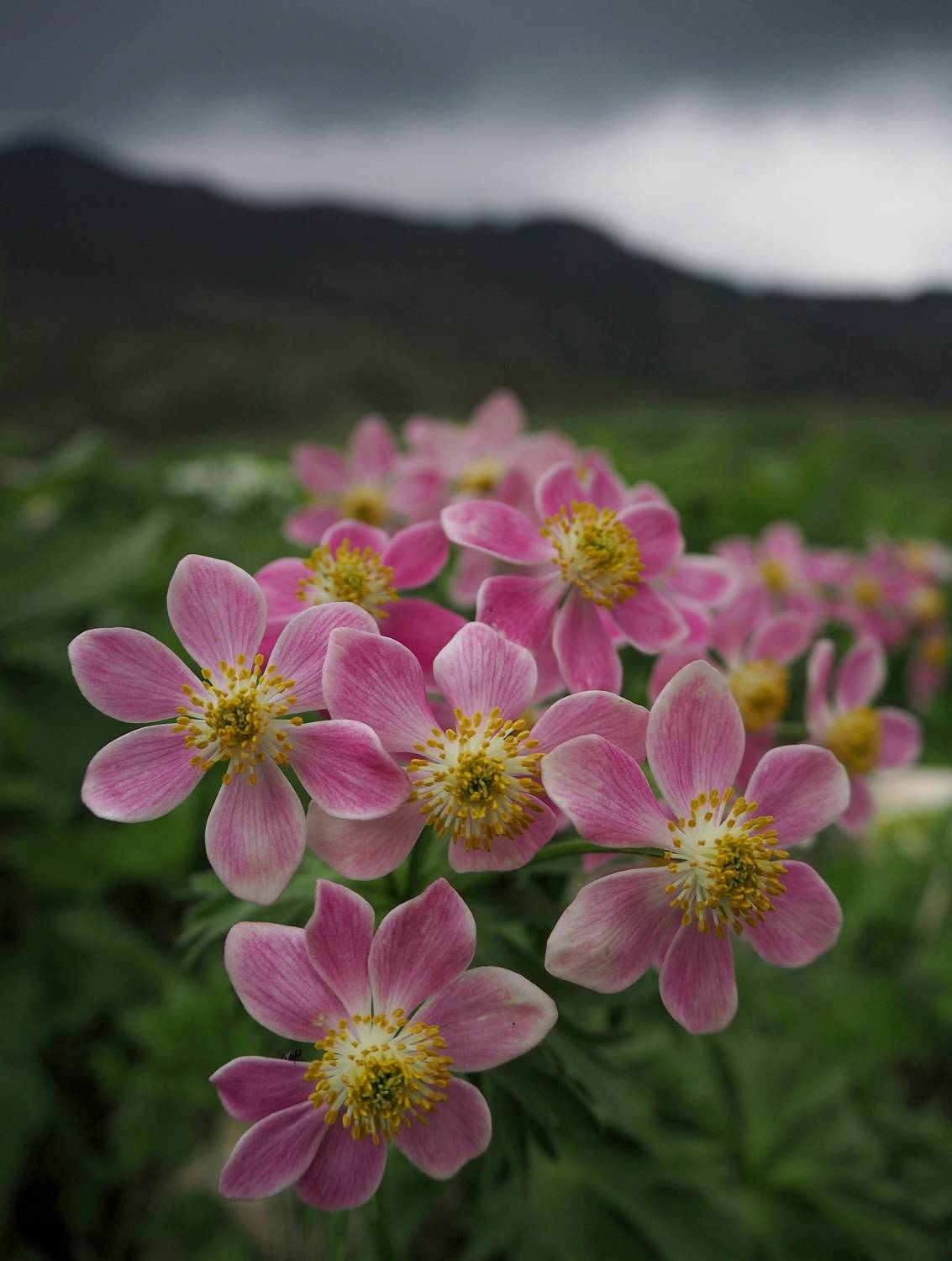 , Яковлев Евгений