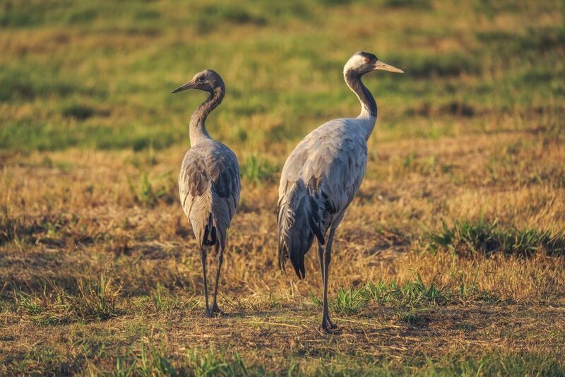 Журавли фото превью