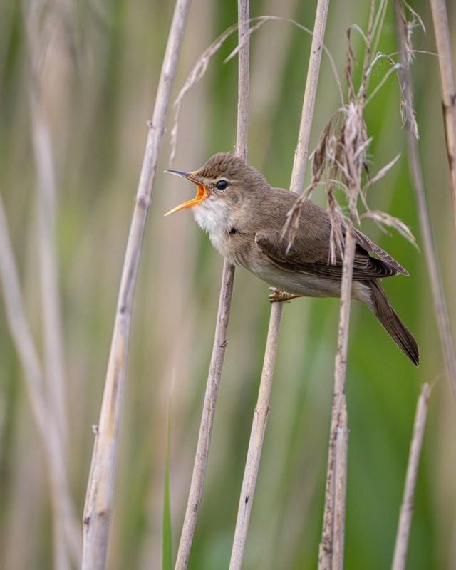 болотная камышовка, камышовка, птицы Болотная камышовка фото превью