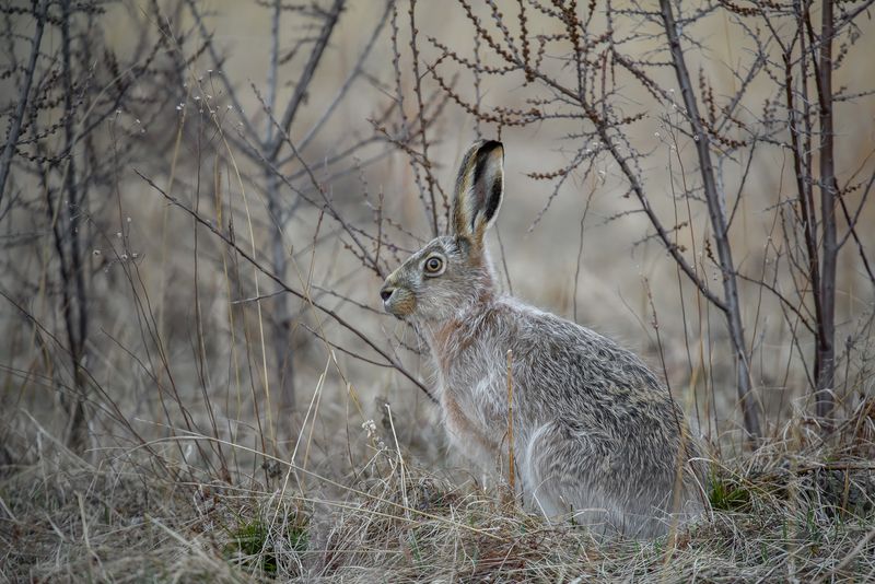 Меня не видно? фото превью