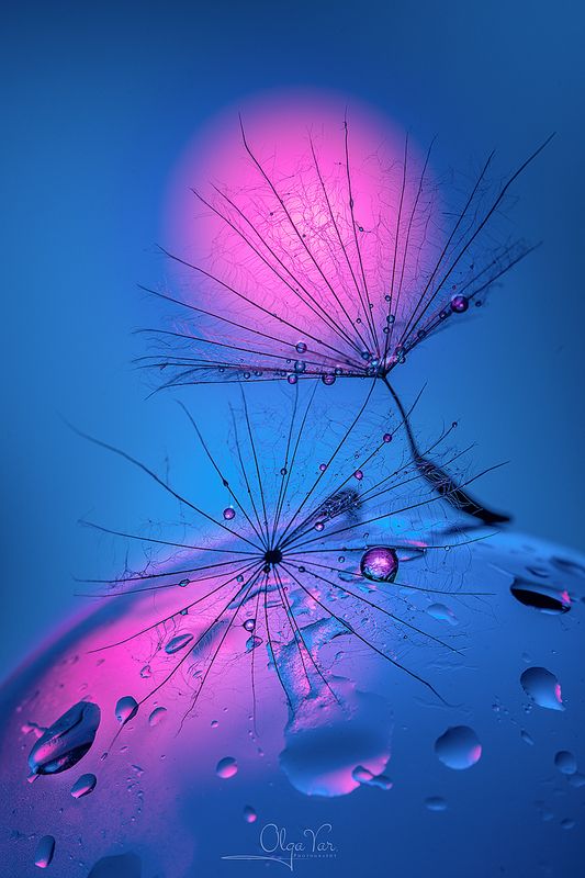 макро, розовый, голубой, капли  фото превью