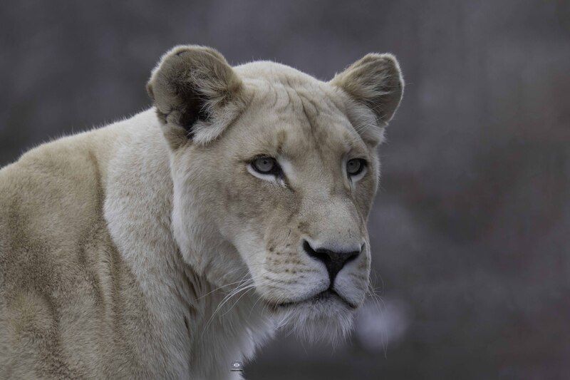 White lioness фото превью