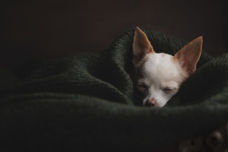 Осенние сны фото превью