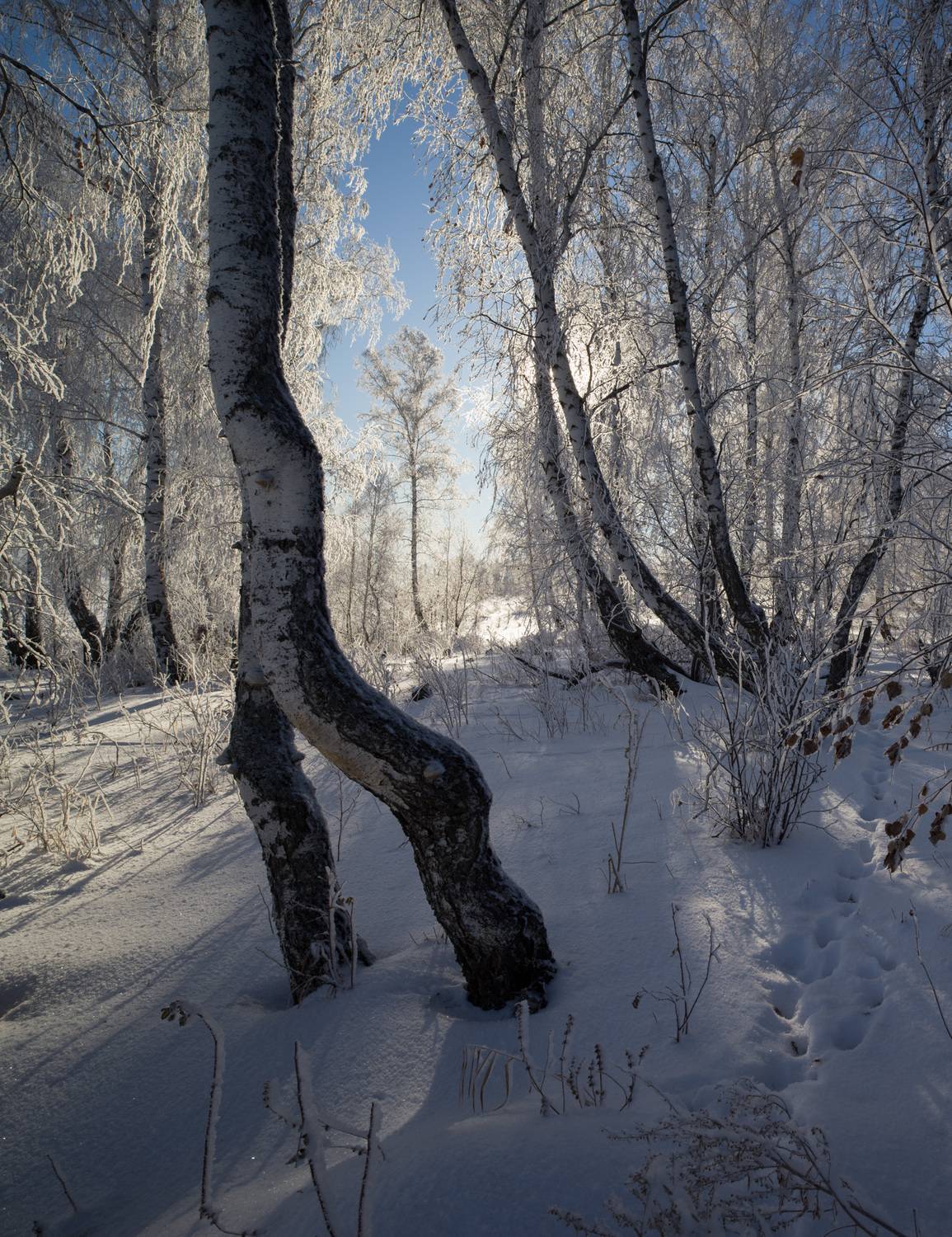 , Шустиков Дмитрий
