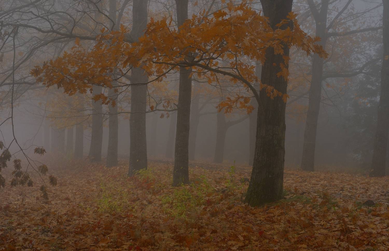 осень листва утро лес туман, Александр Жарников
