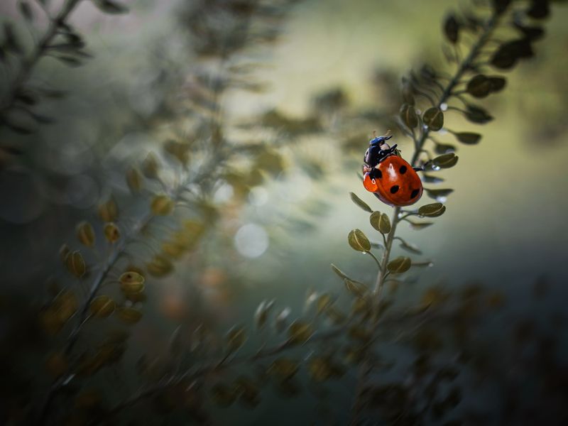 *** фото превью