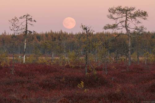 Восход Луны над болотом Чудьнюр