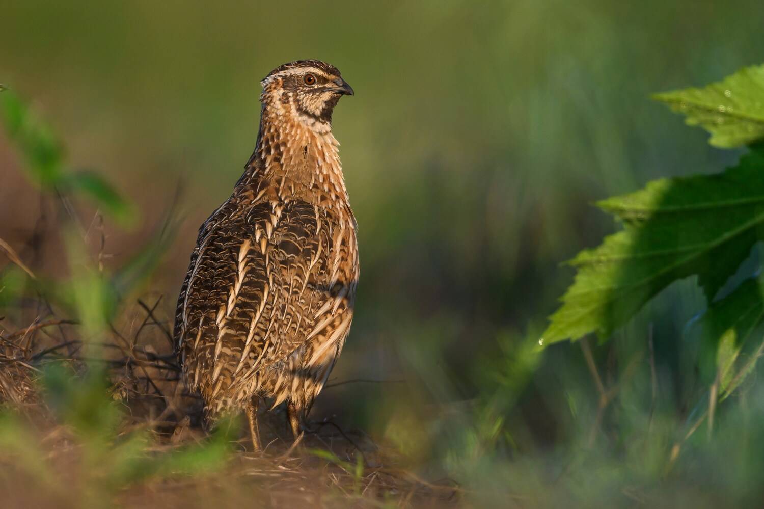 , Пупонин Сергей