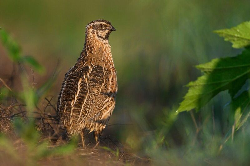 НеОбыкновенный перепел фото превью