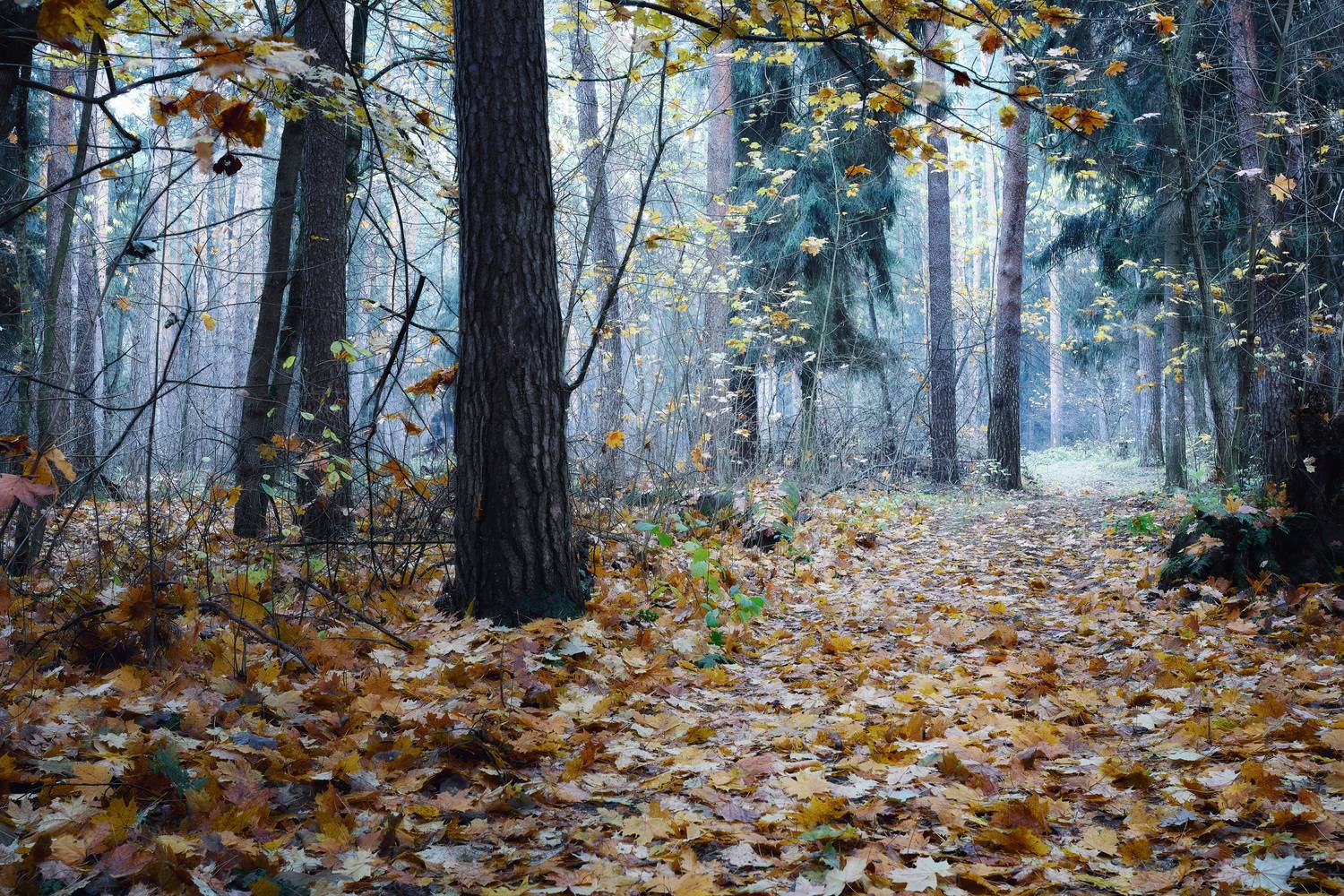 лес, деревья, листва, осень, Валерий Вождаев