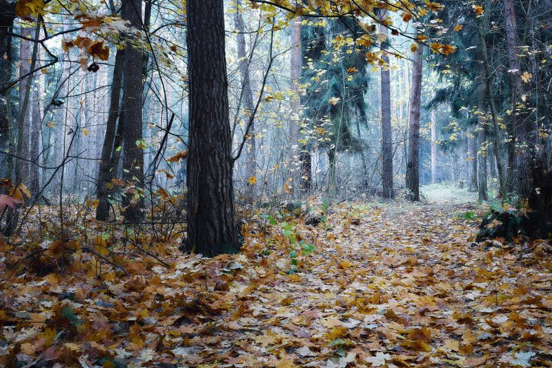В осеннем лесу фото превью
