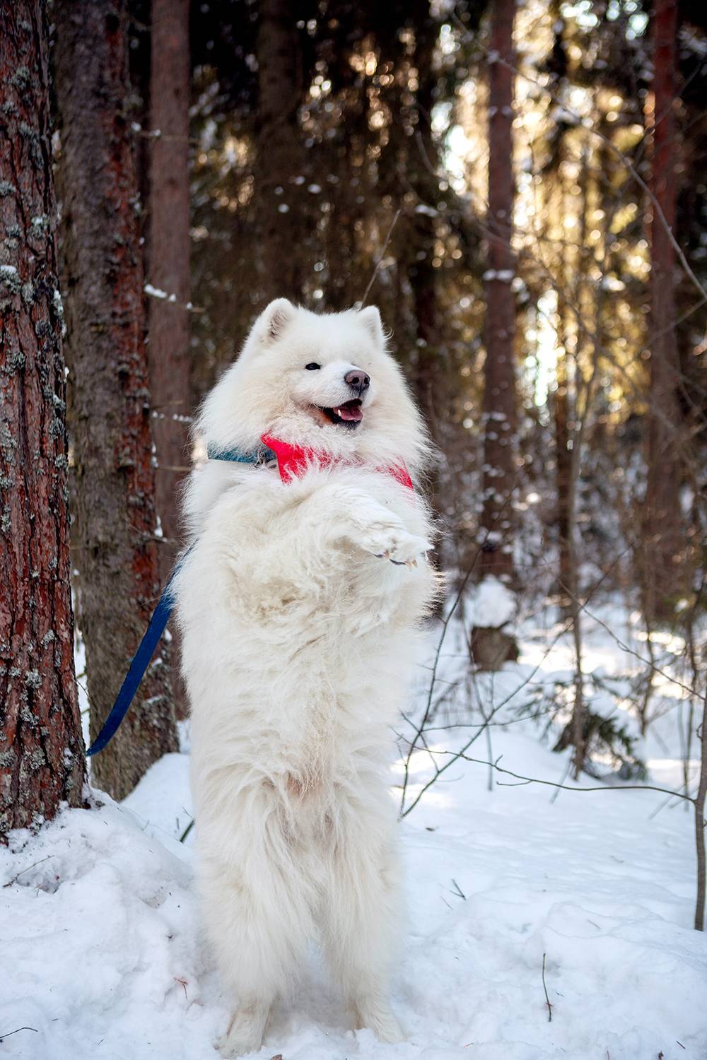 , Кривошеин Вячеслав