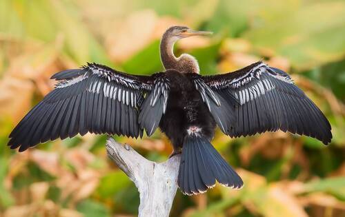 Anhinga - Американская змеешейка