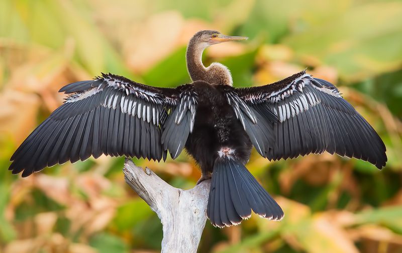 anhinga, американская змеешейка, florida, birds, птицы Anhinga - Американская змеешейка фото превью