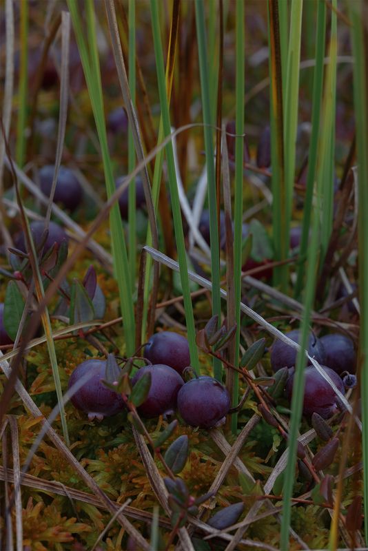 Клюква фото превью