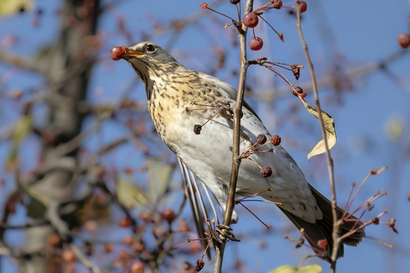 дрозд, птица, природа Брызжет сок фото превью