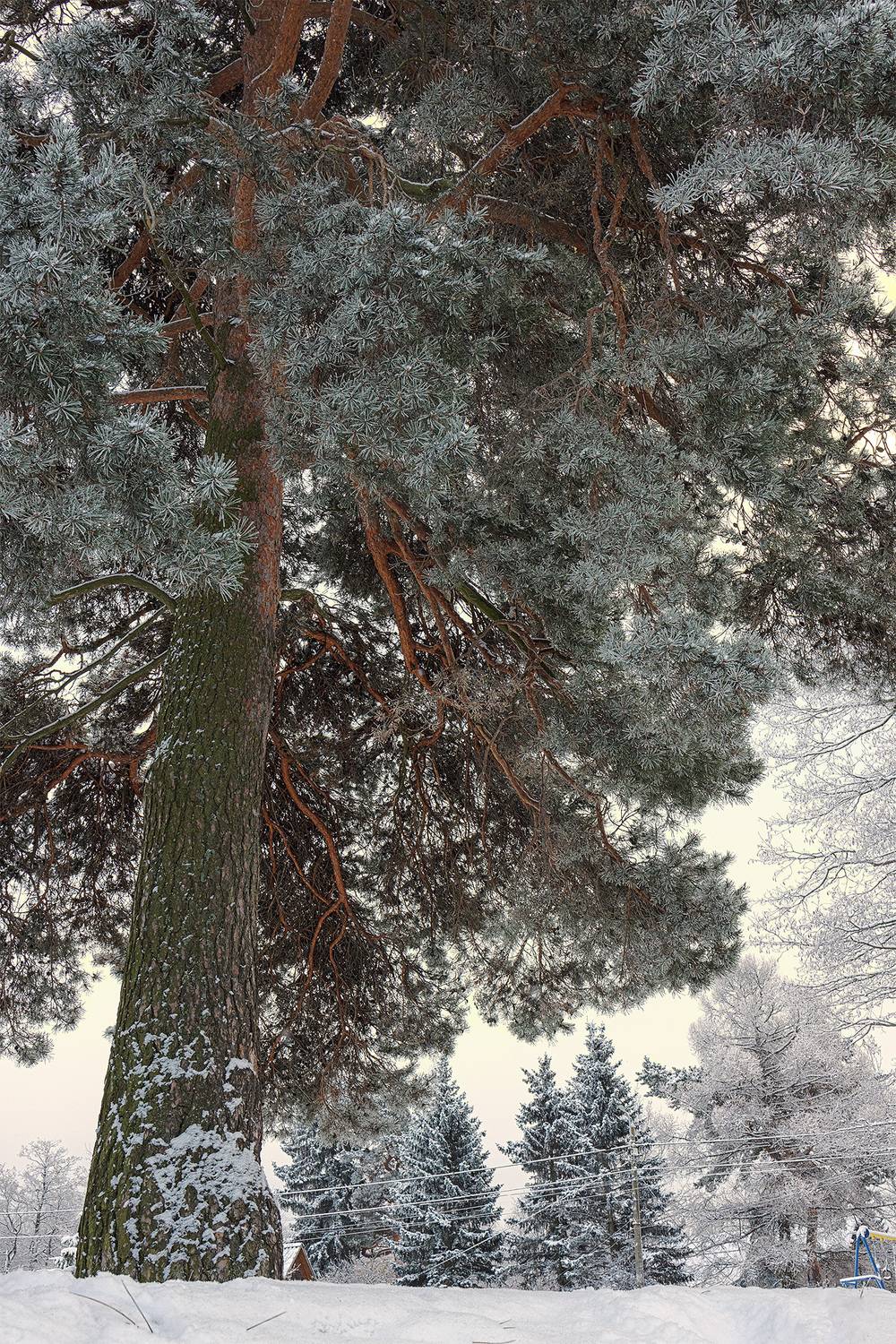 , Елена Михайлова