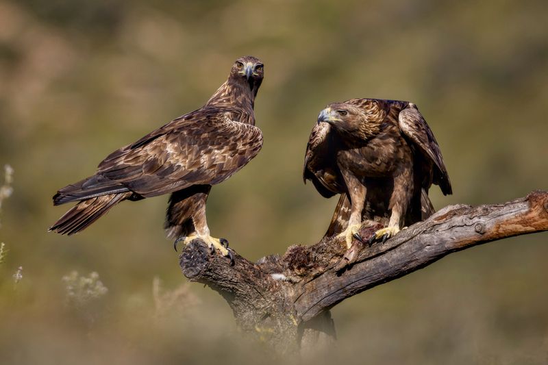 Golden Eagles фото превью