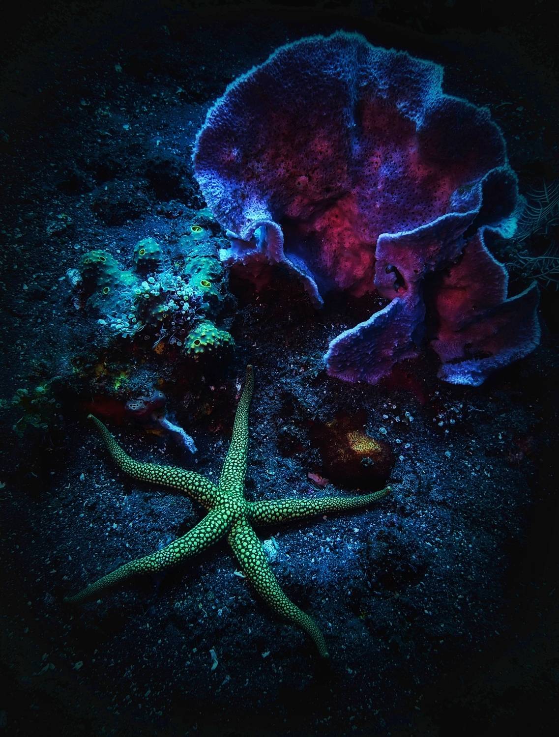 Подводное фото, Кирилл Леднев