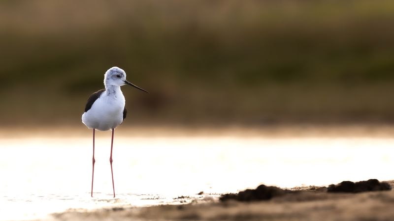 Предзакатный Ходулочник.  фото превью