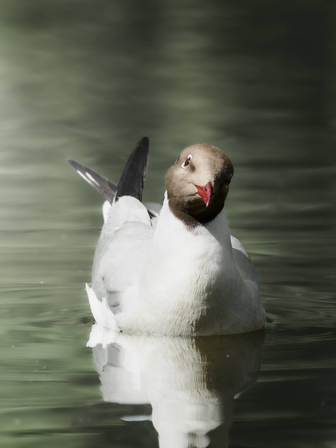 озёрная чайка, Chroicocephalus ridibundus, black-headed gull, птица, дикая природа, shorebird, wildlife photography, birdwatching, птицы России, close-up bird, Полина Шальнева