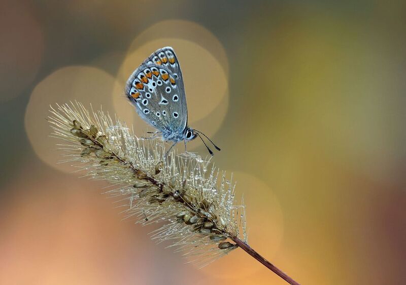 Утренняя фото превью