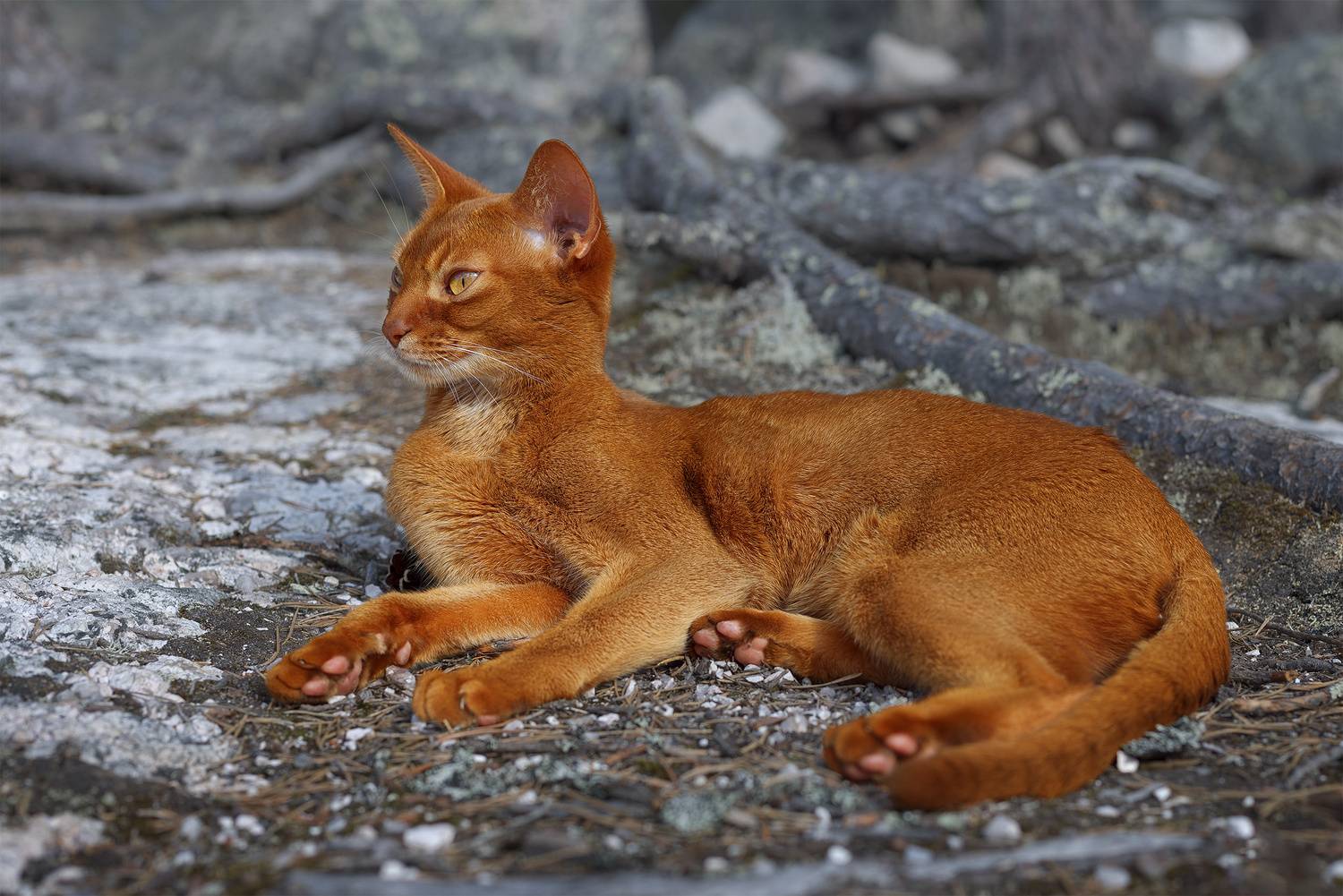 , Елена Михайлова