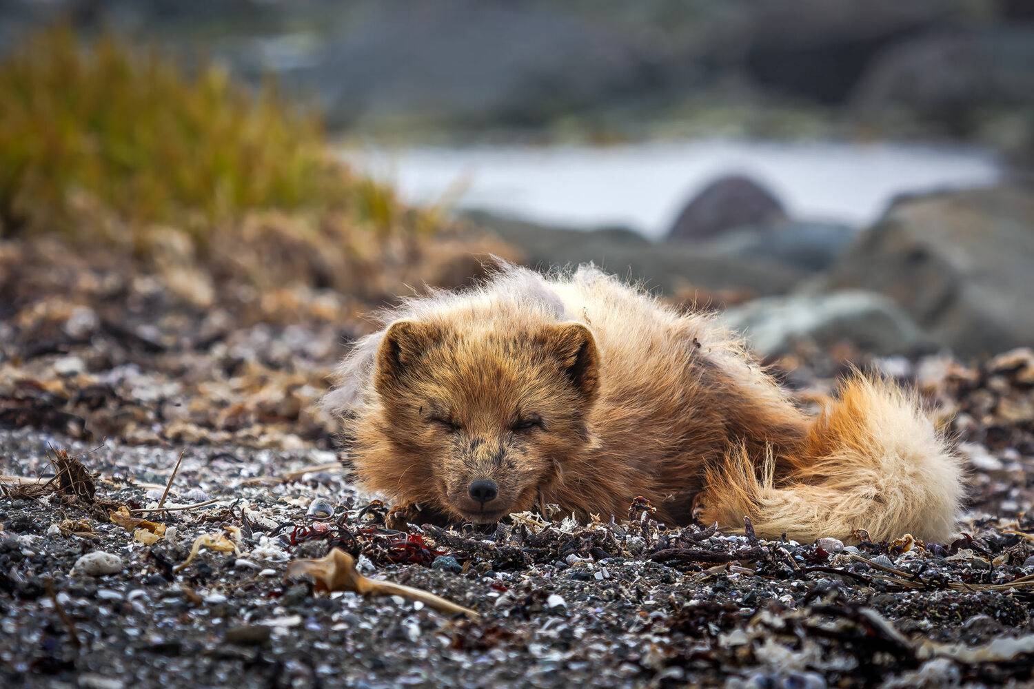 беринговский голубой песец, Уткин Дмитрий
