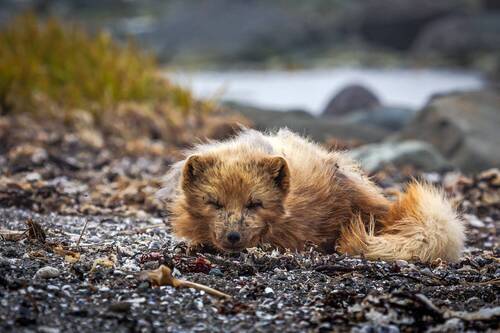 Я лежу на газоне и меня не видно