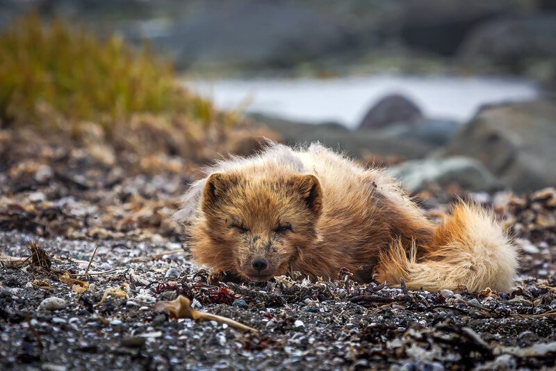 беринговский голубой песец Я лежу на газоне и меня не видно фото превью