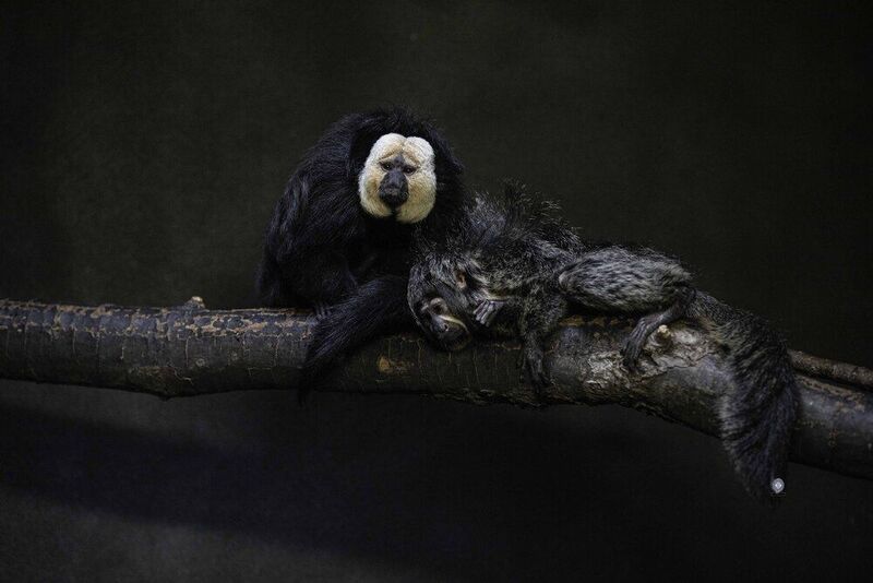 White-faced saki фото превью