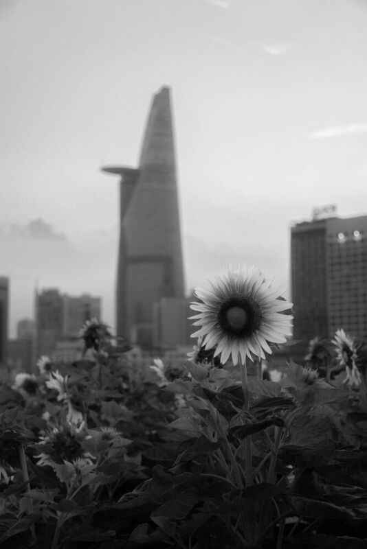 sunflower фото превью