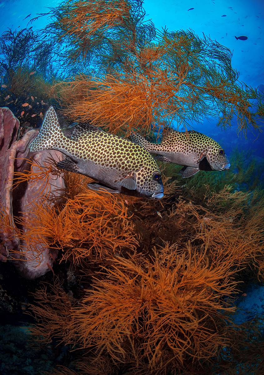 , Лисицын Сергей