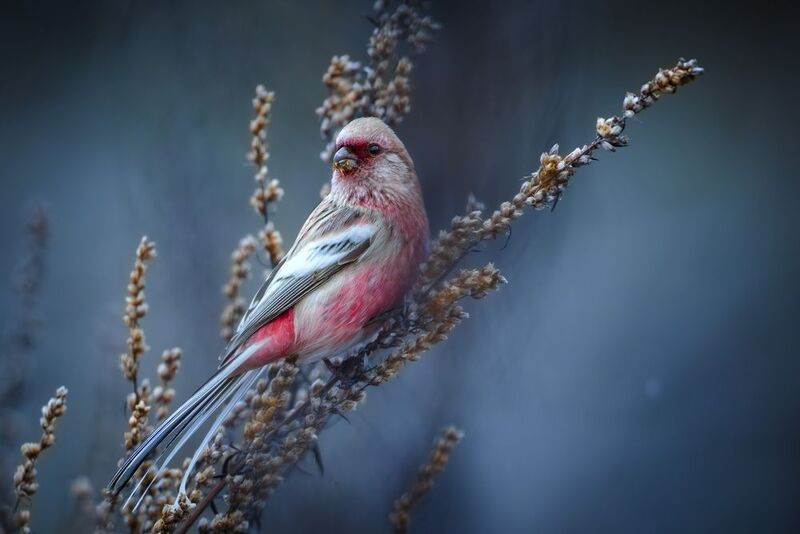 #урагус В зарослях чернобыльника фото превью