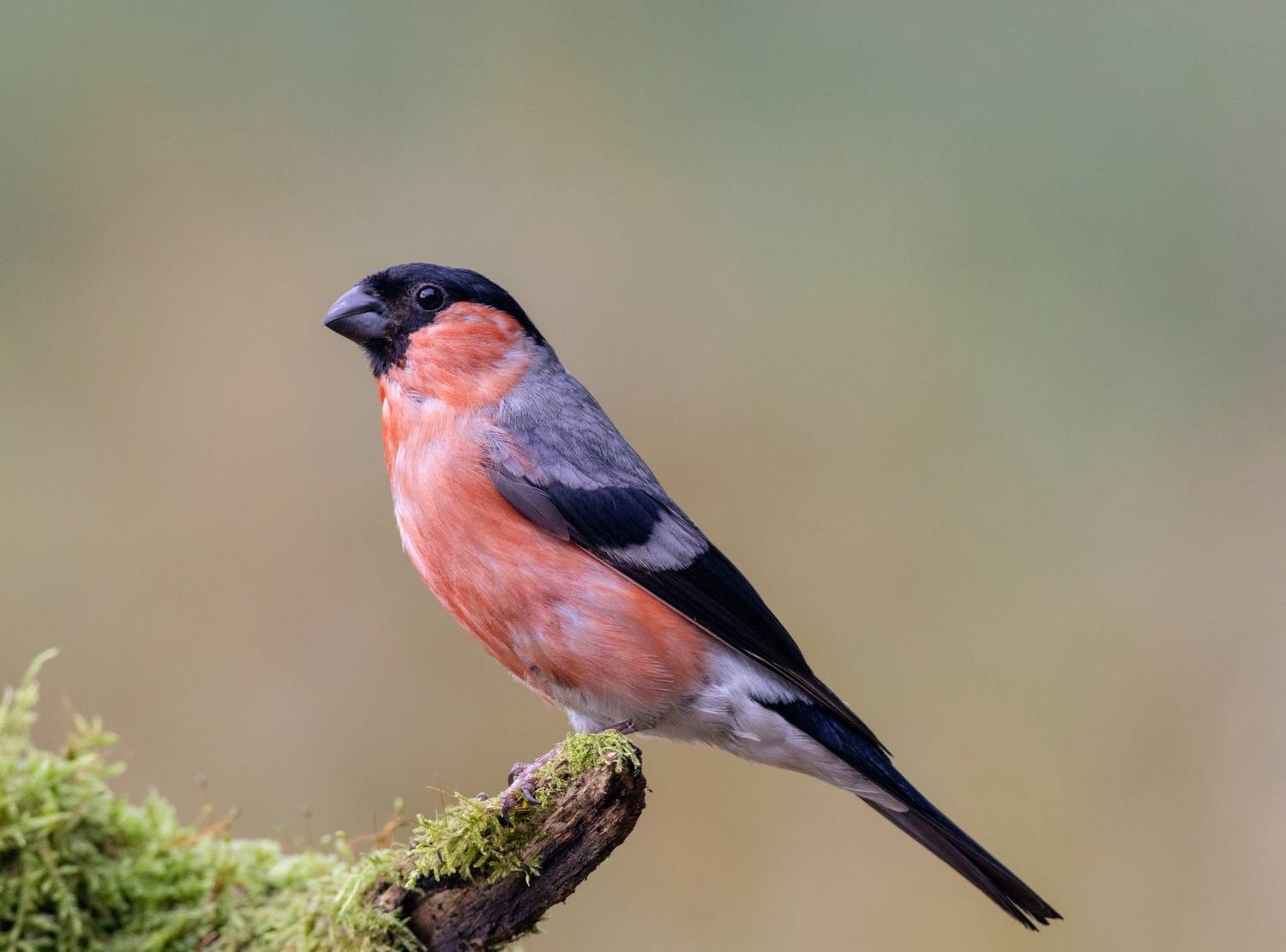 снегирь, птицы, портрет, birds, фотоохота,, Павел Краснослободцев