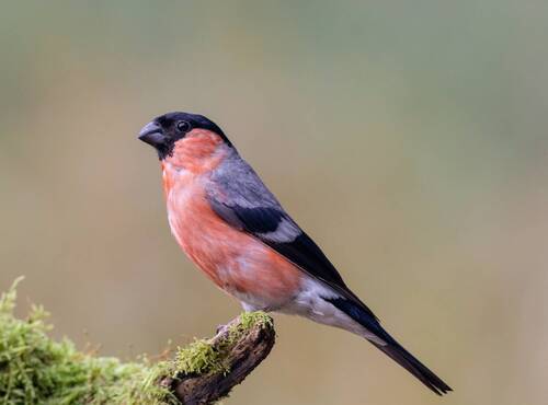 Летний снегирь