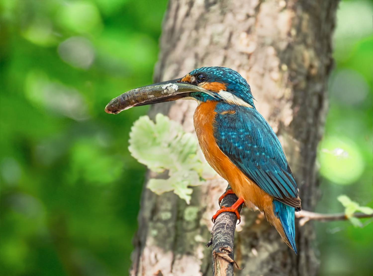 зимородок, рыбка,, Мочалова Марина