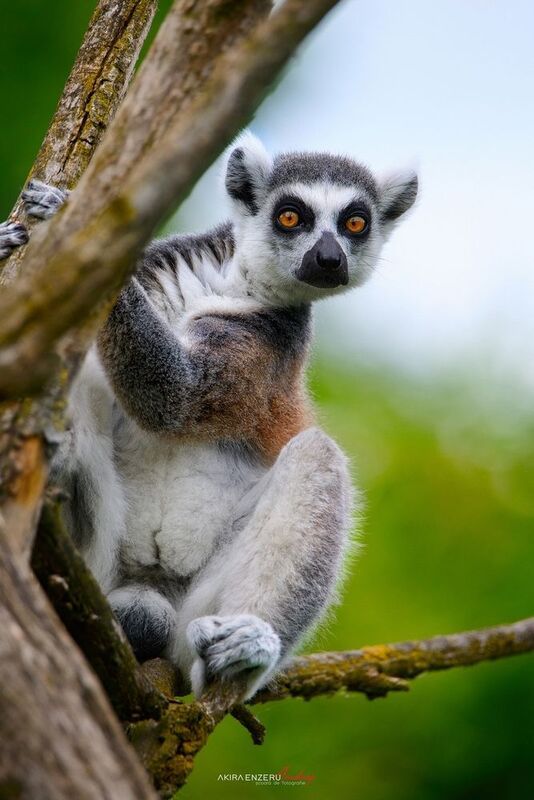 Lemur фото превью