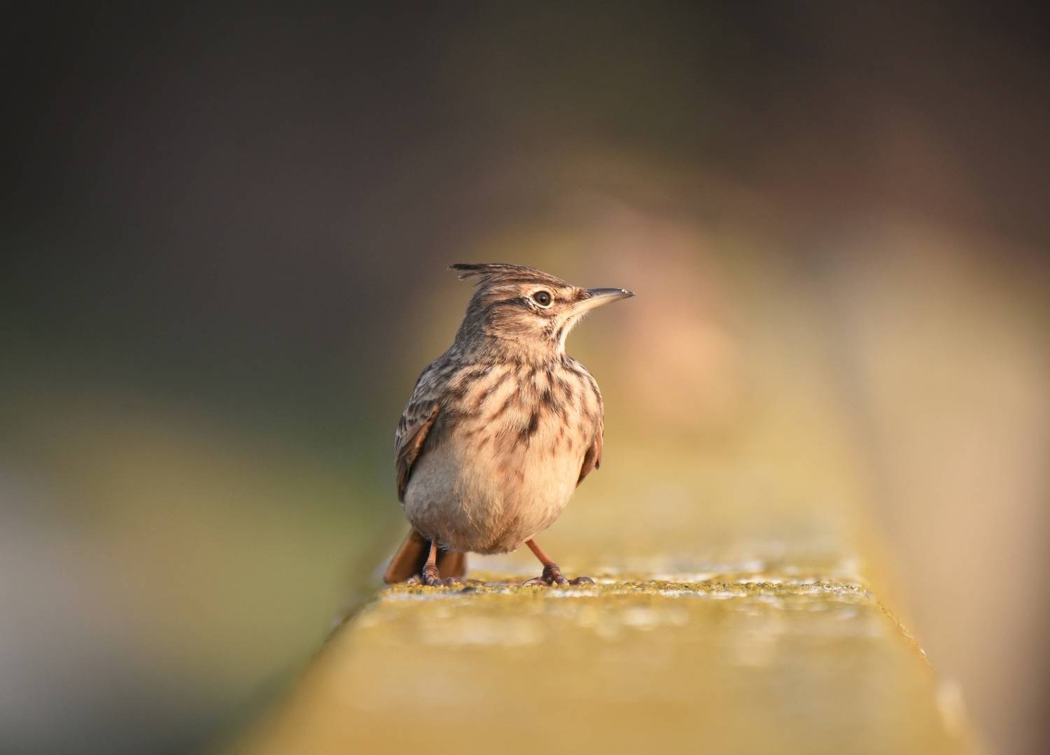 , Герчев Николай