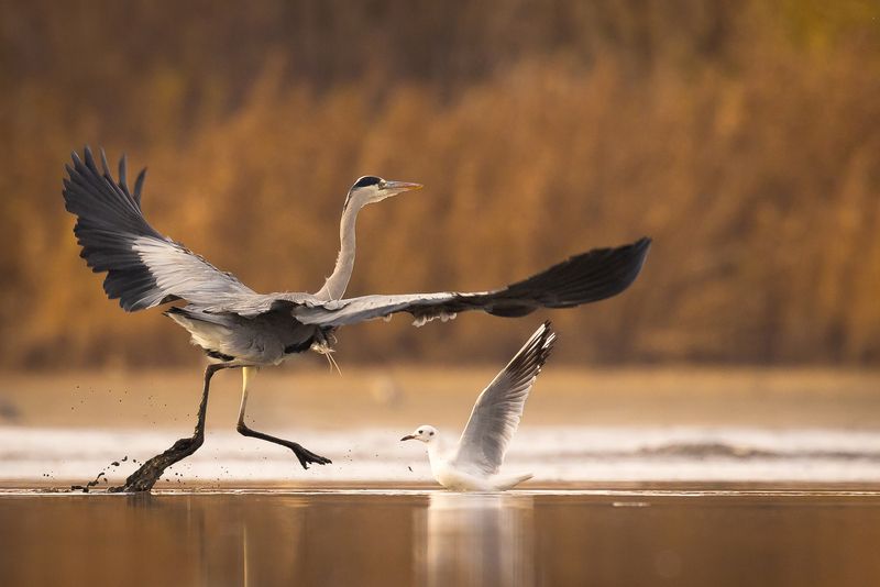 Heron фото превью