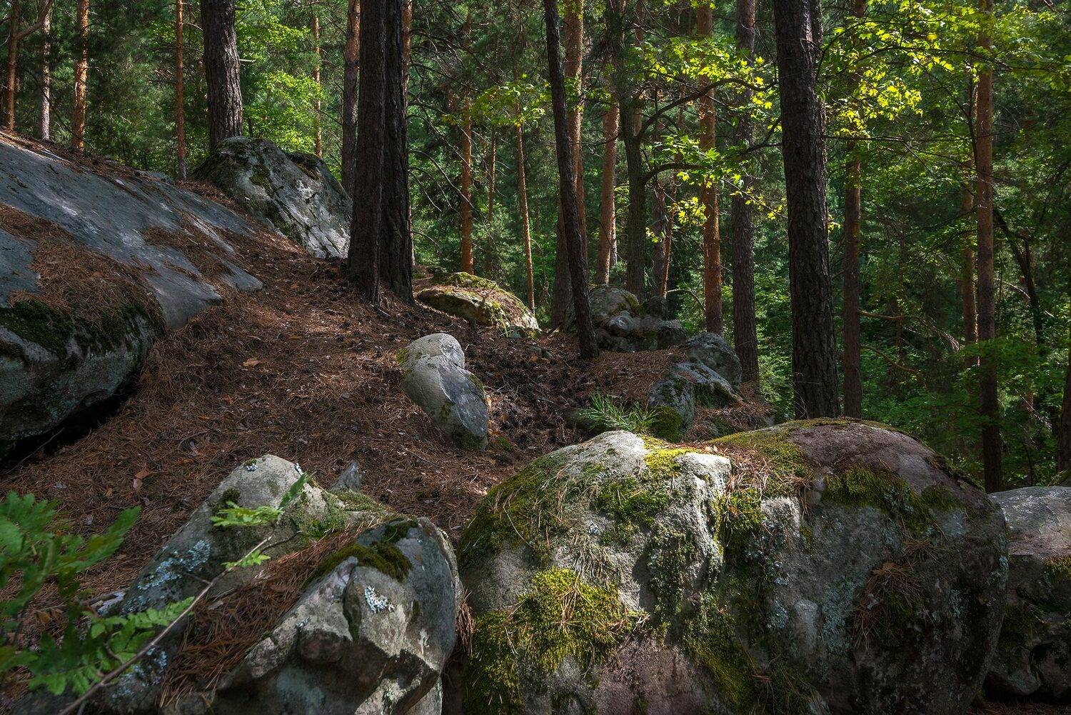 лес валуны скрипино, Владислав Никишин