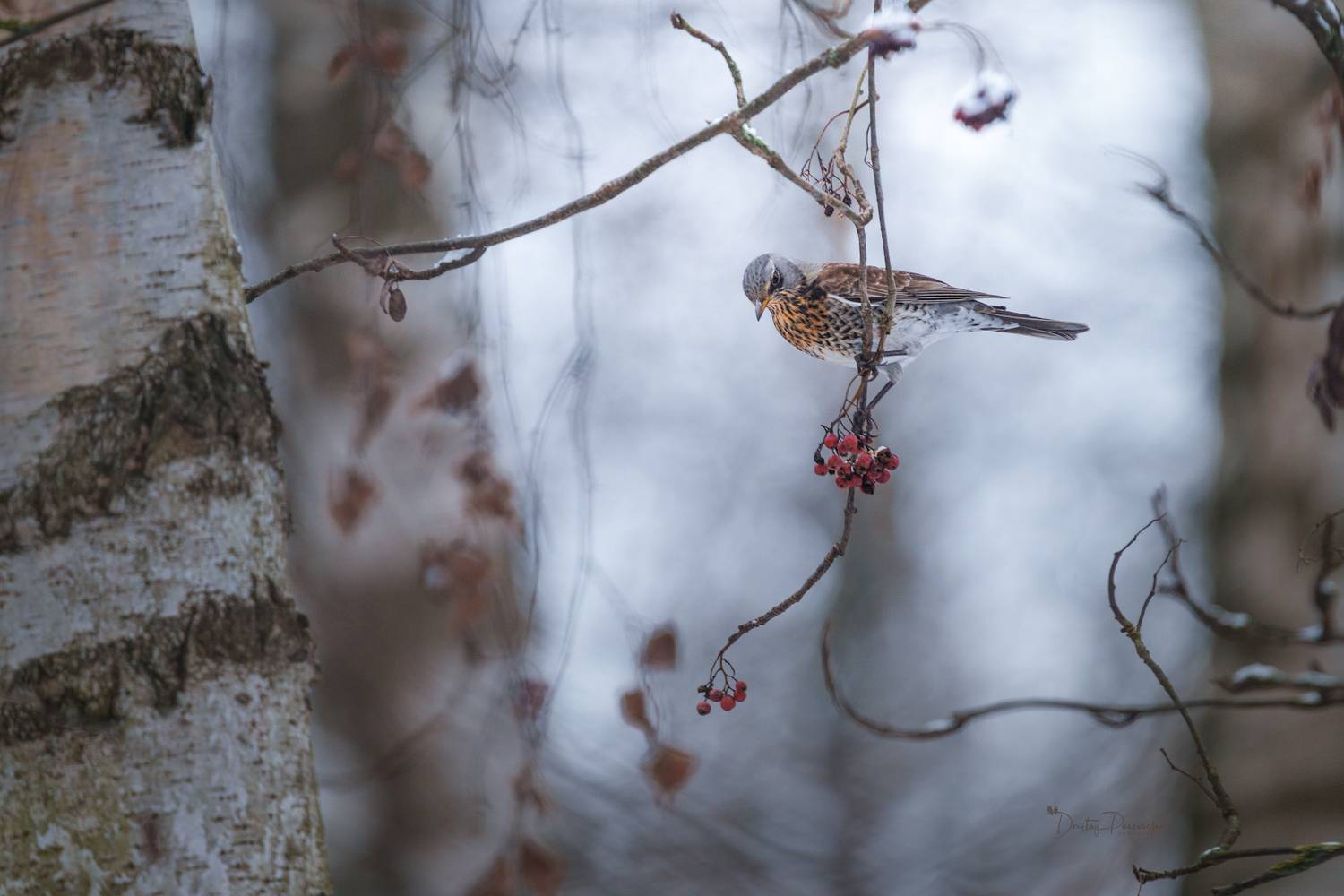 , Дмитрий Посевич