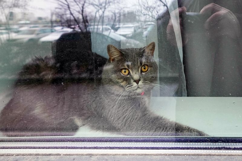 Через стекло фото превью