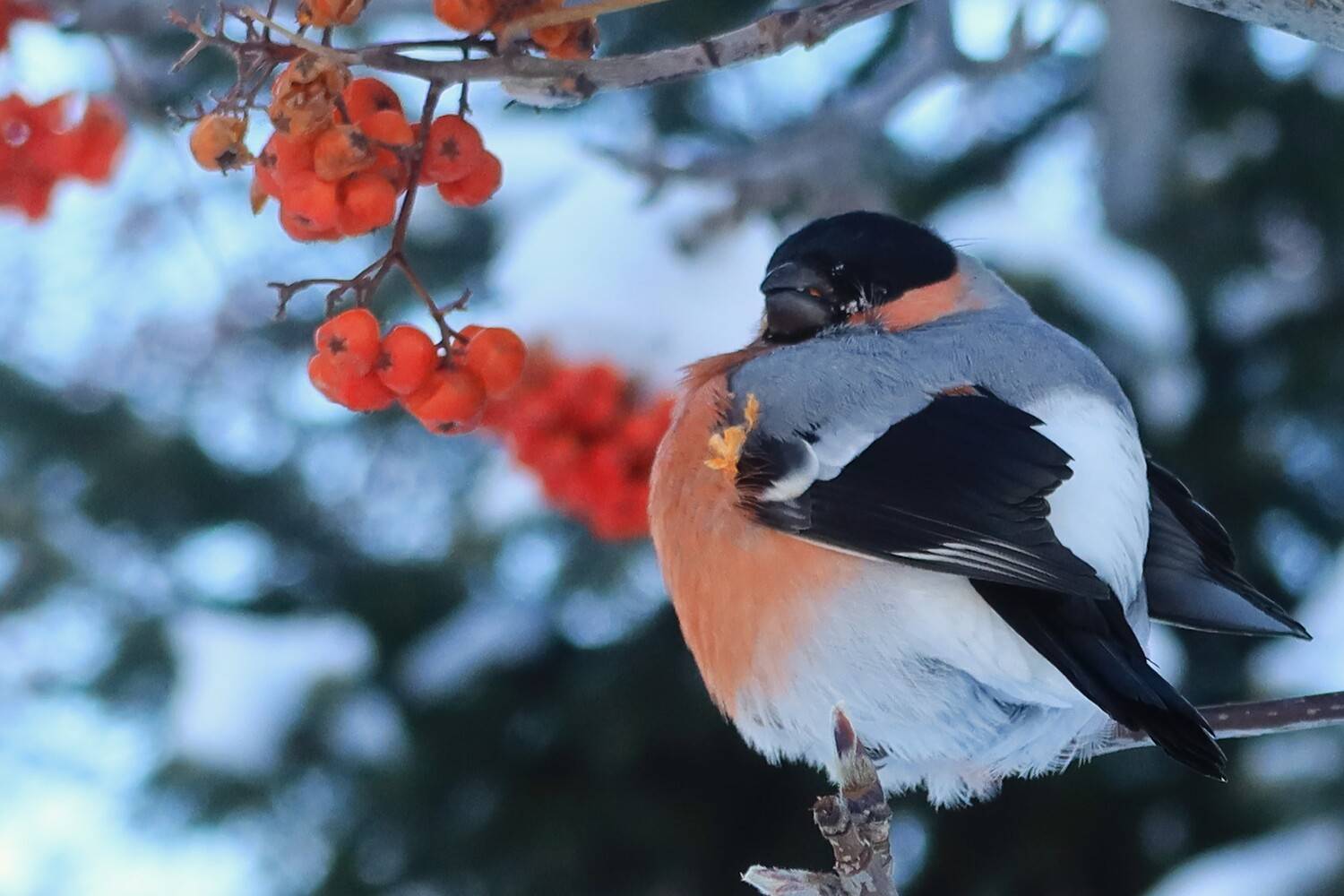 зма,рябина,птицы,снегирь, Козлова Галина