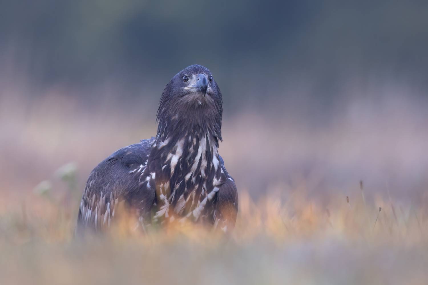 , Фруман Евгений