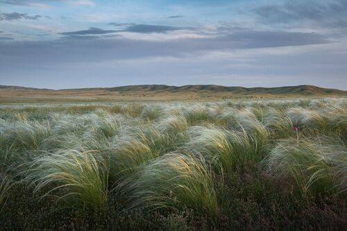 Ковыль в степи