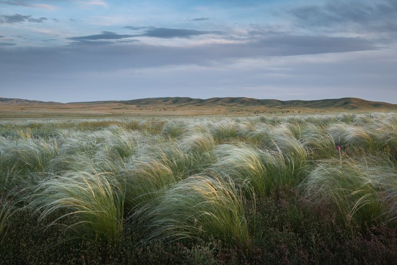 оренбуржье, долгие горы, урал, степь, степной пейзаж, оренбургская область, карамурунтау, ковыль Ковыль в степи фото превью