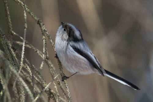 Ополовник (лат. Aegithalos caudatus)