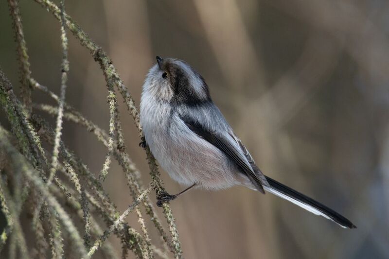 Ополовник (лат. Aegithalos caudatus) фото превью