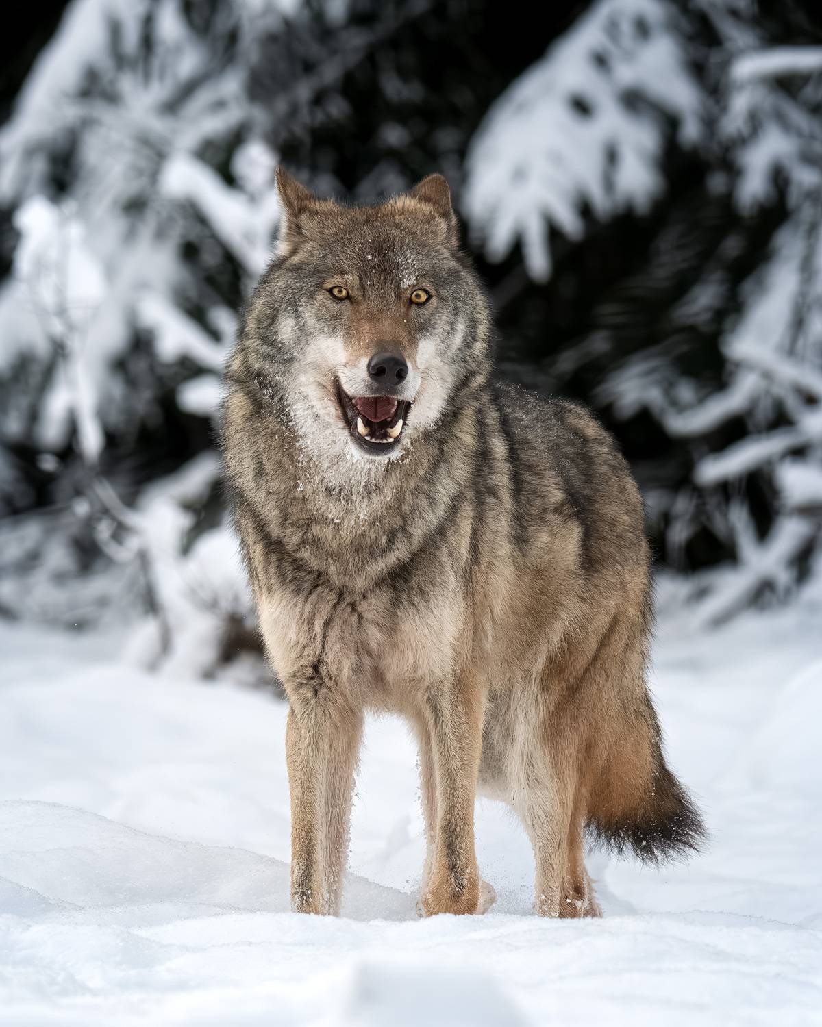 Волк, зима, снег, фотоохота, животные, лес, wolf, winter, портрет, хищник, Михаил Ездаков